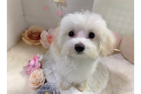 成約済の東京都のミックス犬-246878の14枚目