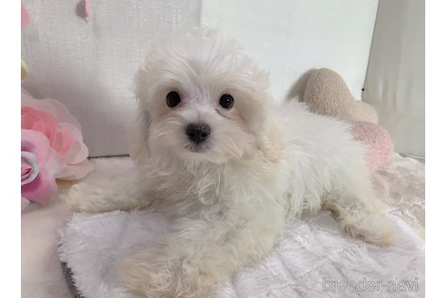 成約済の東京都のミックス犬-254192の24枚目