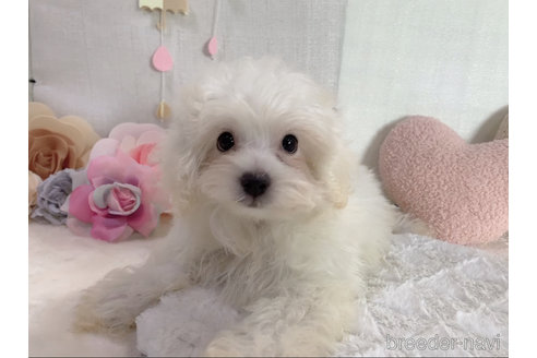 成約済の東京都のミックス犬-254192の22枚目