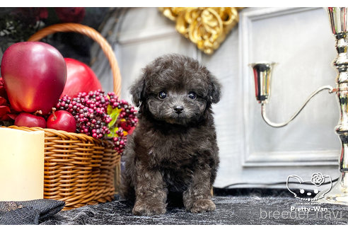 成約済の愛知県のティーカッププードル-267737の3枚目