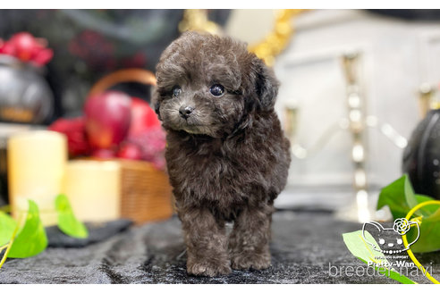 成約済の愛知県のティーカッププードル-267737の5枚目