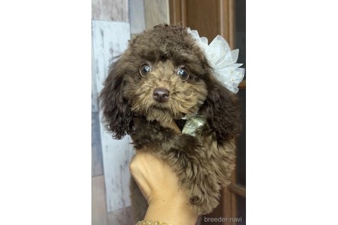 成約済の茨城県のトイプードル-250681の3枚目