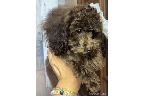 成約済の茨城県のトイプードル-250681の2枚目