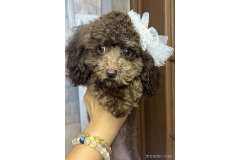 成約済の茨城県のトイプードル-250681の1枚目