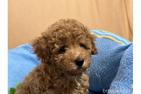 成約済の栃木県のトイプードル-267220の2枚目