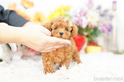 成約済の埼玉県のトイプードル-267743の3枚目