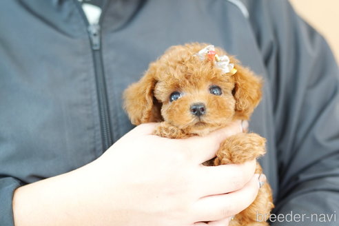 成約済の埼玉県のトイプードル-267743の2枚目