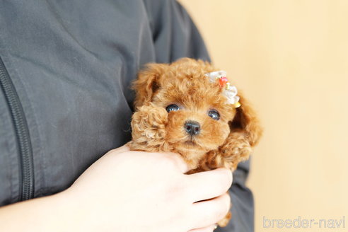 成約済の埼玉県のトイプードル-267743の1枚目