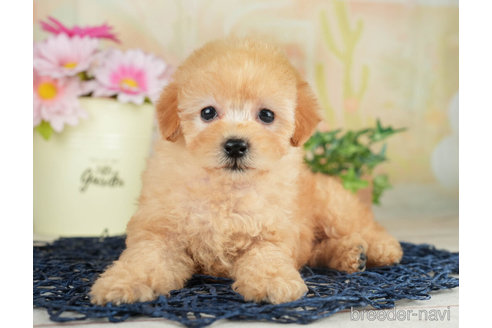 成約済の千葉県のトイプードル-267747の5枚目