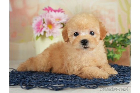 成約済の千葉県のトイプードル-267747の3枚目