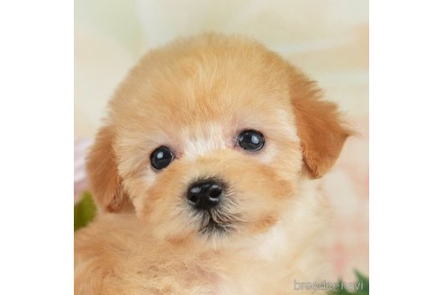 成約済の千葉県のトイプードル-267747の1枚目