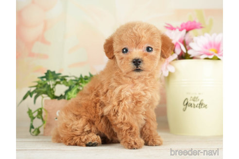 成約済の千葉県のトイプードル-267754の6枚目