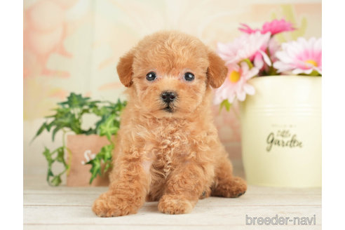 成約済の千葉県のトイプードル-267754の5枚目