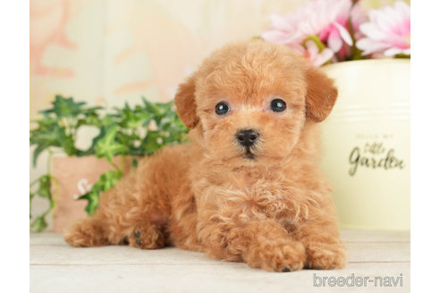 成約済の千葉県のトイプードル-267754の4枚目