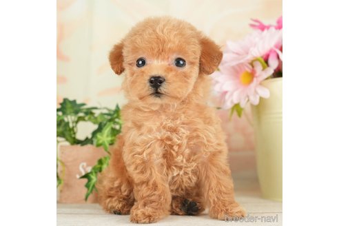 成約済の千葉県のトイプードル-267754の3枚目