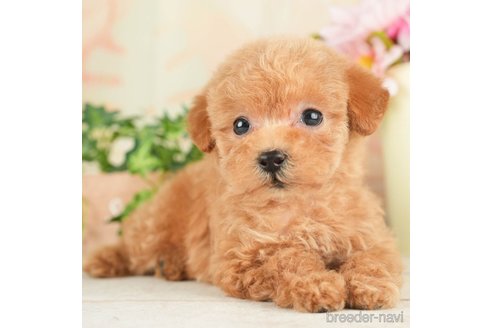 成約済の千葉県のトイプードル-267754の1枚目