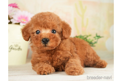 成約済の千葉県のトイプードル-267761の5枚目