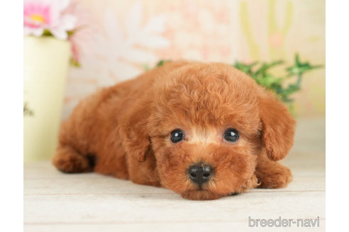 成約済の千葉県のトイプードル-267761の3枚目