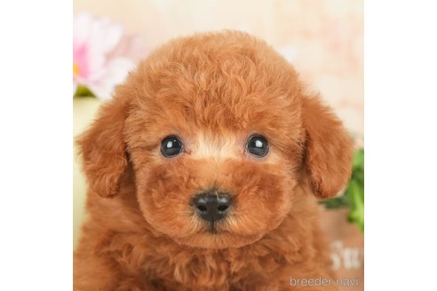 成約済の千葉県のトイプードル-267761の2枚目