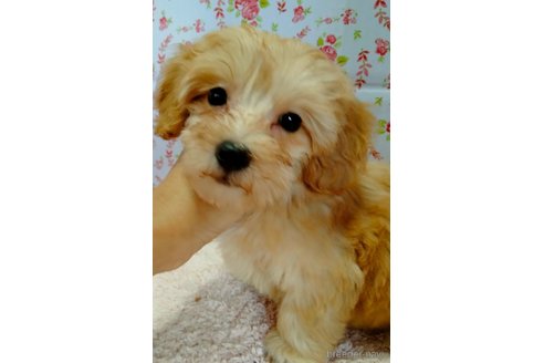 商談中の埼玉県のマルプー:マルチーズ×トイプードル-255814の13枚目