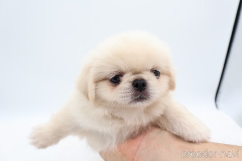 成約済の静岡県のミックス犬-267768の6枚目