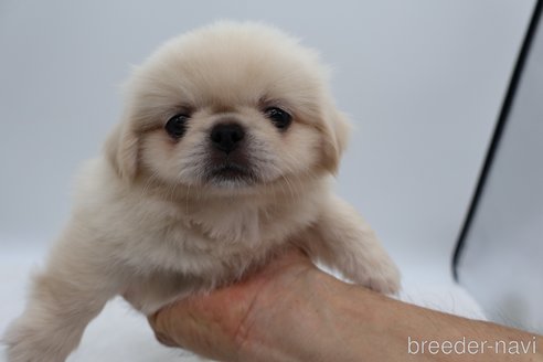 成約済の静岡県のミックス犬-267768の7枚目