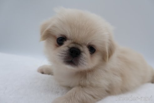 成約済の静岡県のミックス犬-267768の8枚目