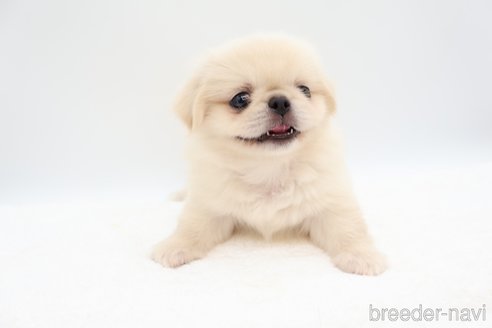 成約済の静岡県のミックス犬-267768の4枚目
