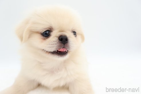 成約済の静岡県のミックス犬-267768の2枚目