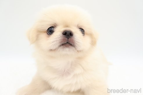 成約済の静岡県のミックス犬-267768の3枚目