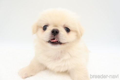 成約済の静岡県のミックス犬-267768の1枚目