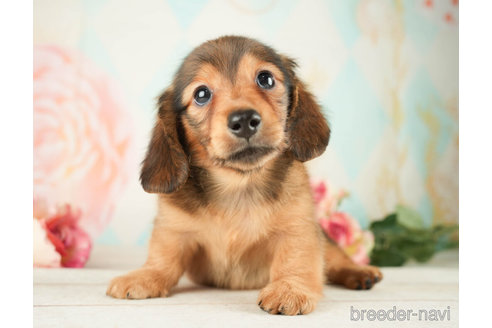 成約済の千葉県のミニチュアダックスフンド(ロングヘアード)-267769の6枚目