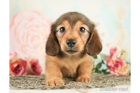 成約済の千葉県のミニチュアダックスフンド(ロングヘアード)-267769の4枚目