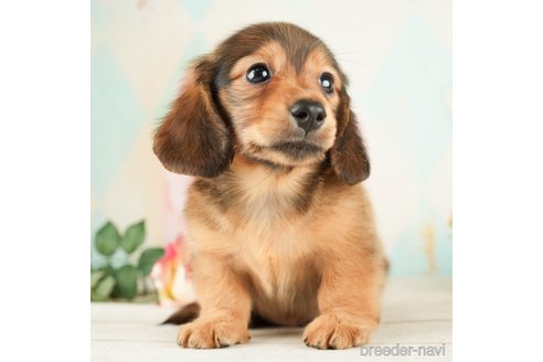 成約済の千葉県のミニチュアダックスフンド(ロングヘアード)-267769の3枚目