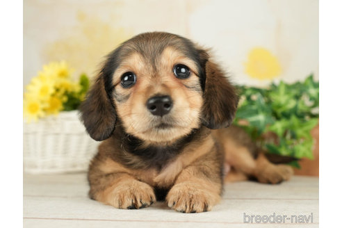 成約済の千葉県のミニチュアダックスフンド(ロングヘアード)-267773の5枚目