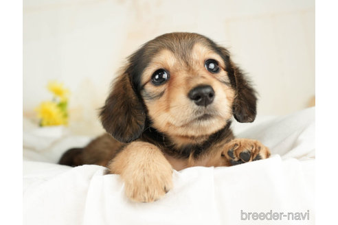 成約済の千葉県のミニチュアダックスフンド(ロングヘアード)-267773の4枚目