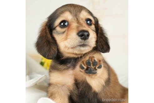 成約済の千葉県のミニチュアダックスフンド(ロングヘアード)-267773の3枚目