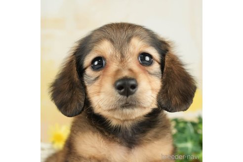 成約済の千葉県のミニチュアダックスフンド(ロングヘアード)-267773の1枚目