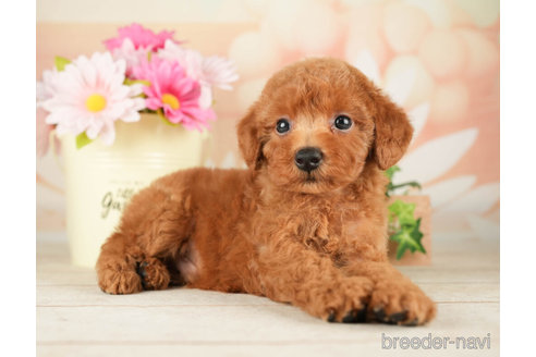 成約済の千葉県のトイプードル-267779の6枚目