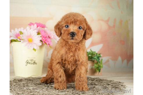 成約済の千葉県のトイプードル-267779の5枚目