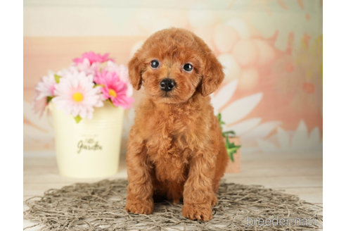 成約済の千葉県のトイプードル-267779の4枚目