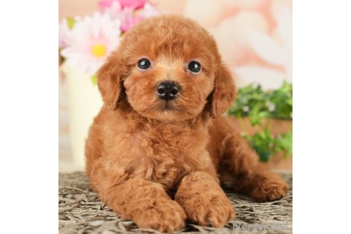 成約済の千葉県のトイプードル-267779の3枚目