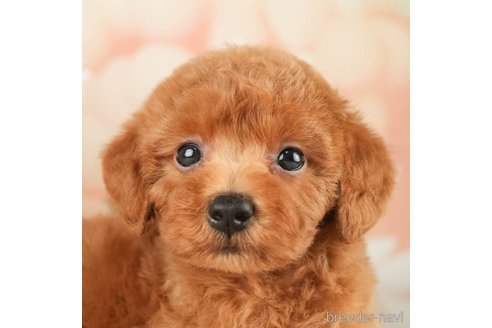 成約済の千葉県のトイプードル-267779