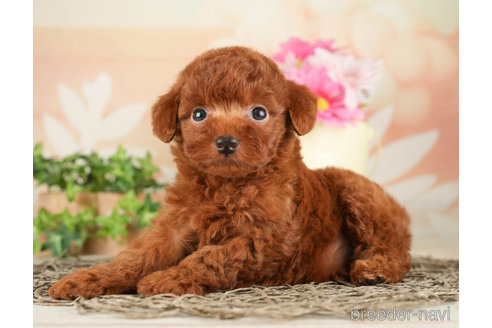 成約済の千葉県のトイプードル-267782の5枚目