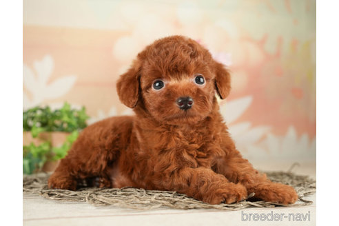 成約済の千葉県のトイプードル-267782の4枚目