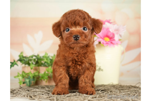 成約済の千葉県のトイプードル-267782の3枚目