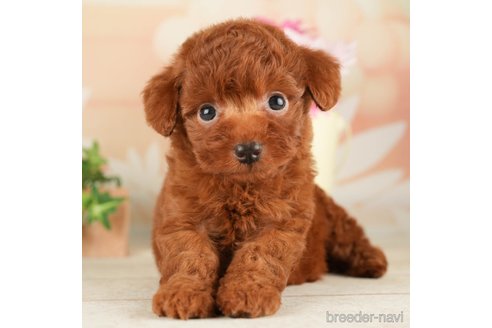 成約済の千葉県のトイプードル-267782の2枚目