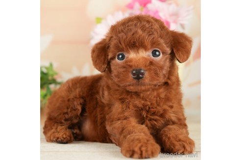 成約済の千葉県のトイプードル-267782