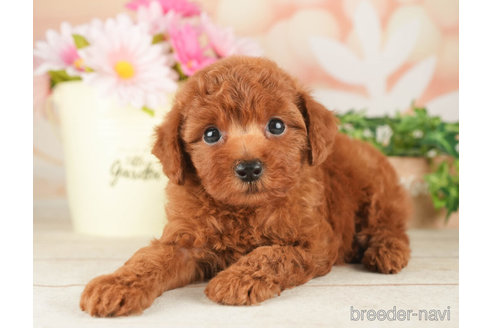 成約済の千葉県のトイプードル-267783の6枚目