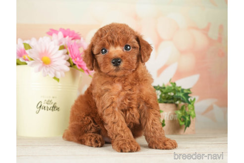 成約済の千葉県のトイプードル-267783の5枚目